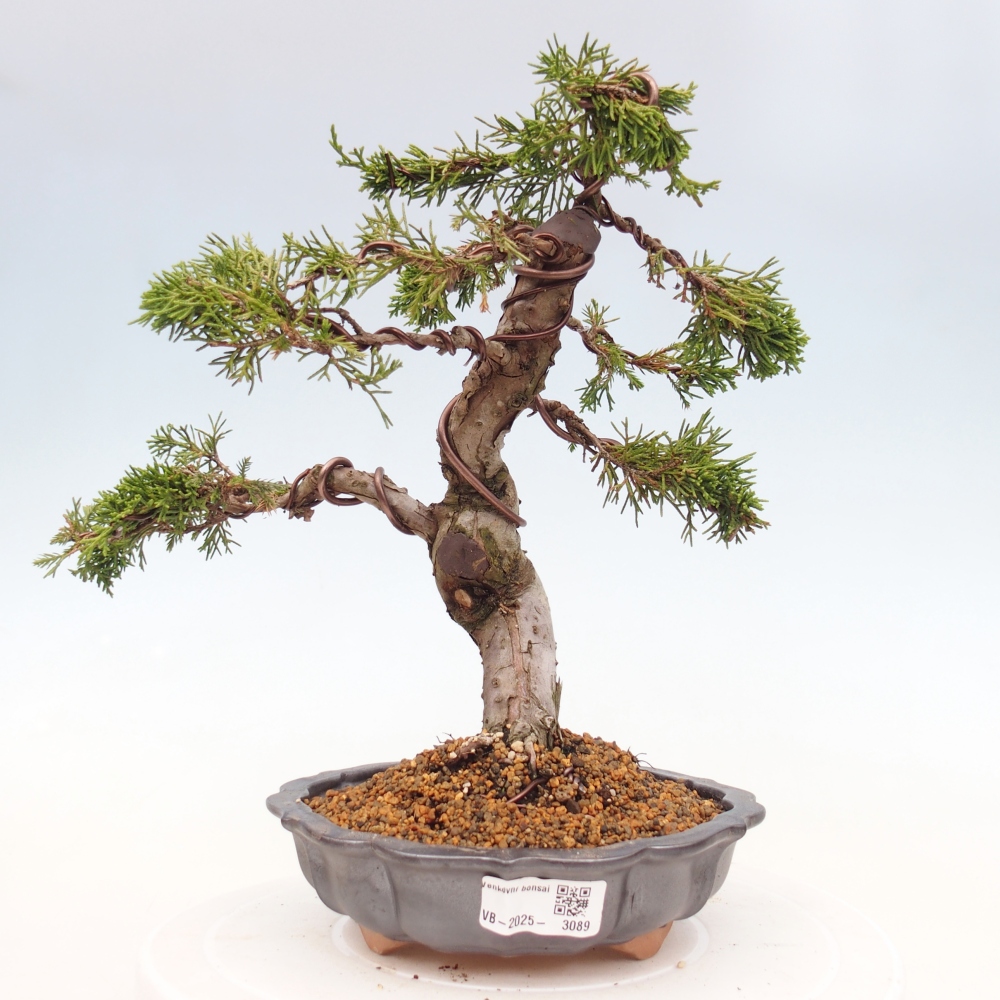 Outdoor bonsai - Juniperus chinensis Itoigawa - Jałowiec chiński