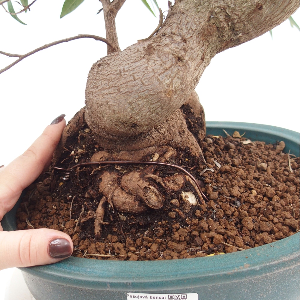 Pokój bonsai - Ficus nerifolia - figowiec drobnolistny