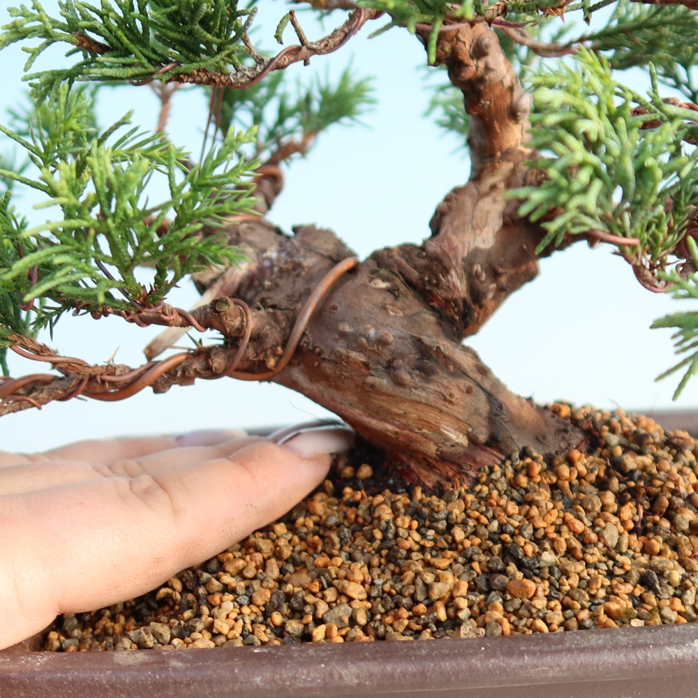 Outdoor bonsai - Juniperus chinensis Itoigawa - Jałowiec chiński