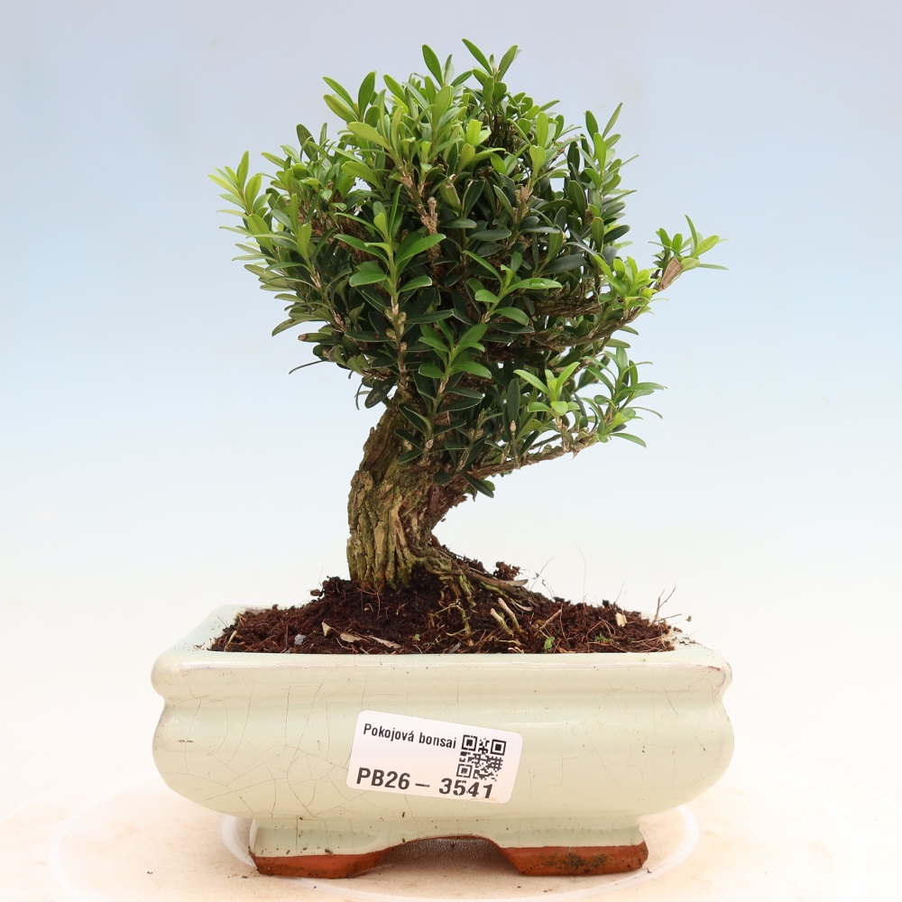 Pokój bonsai - Buxus harlandii - buxus korkowy