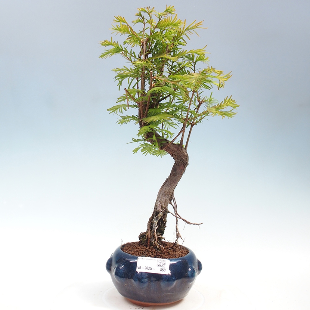 Outdoor bonsai - Metasequoia glyptostroboides - chińskie metasekvoje