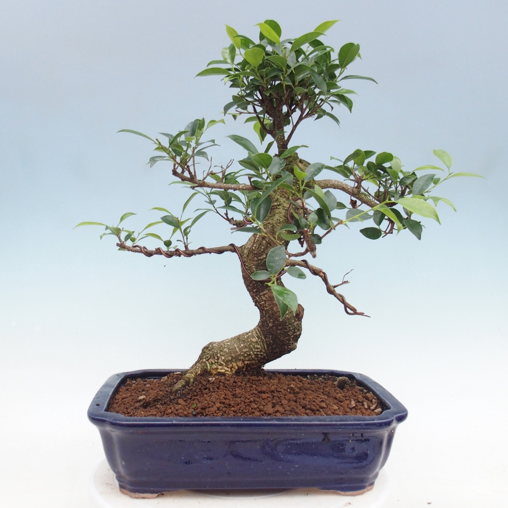 Pokój bonsai - Ficus kimmen - figowiec drobnolistny