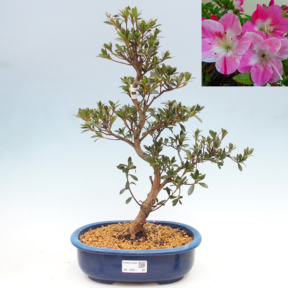 Bonsai zewnętrzne - Azalia japońska - Azalia Reiko