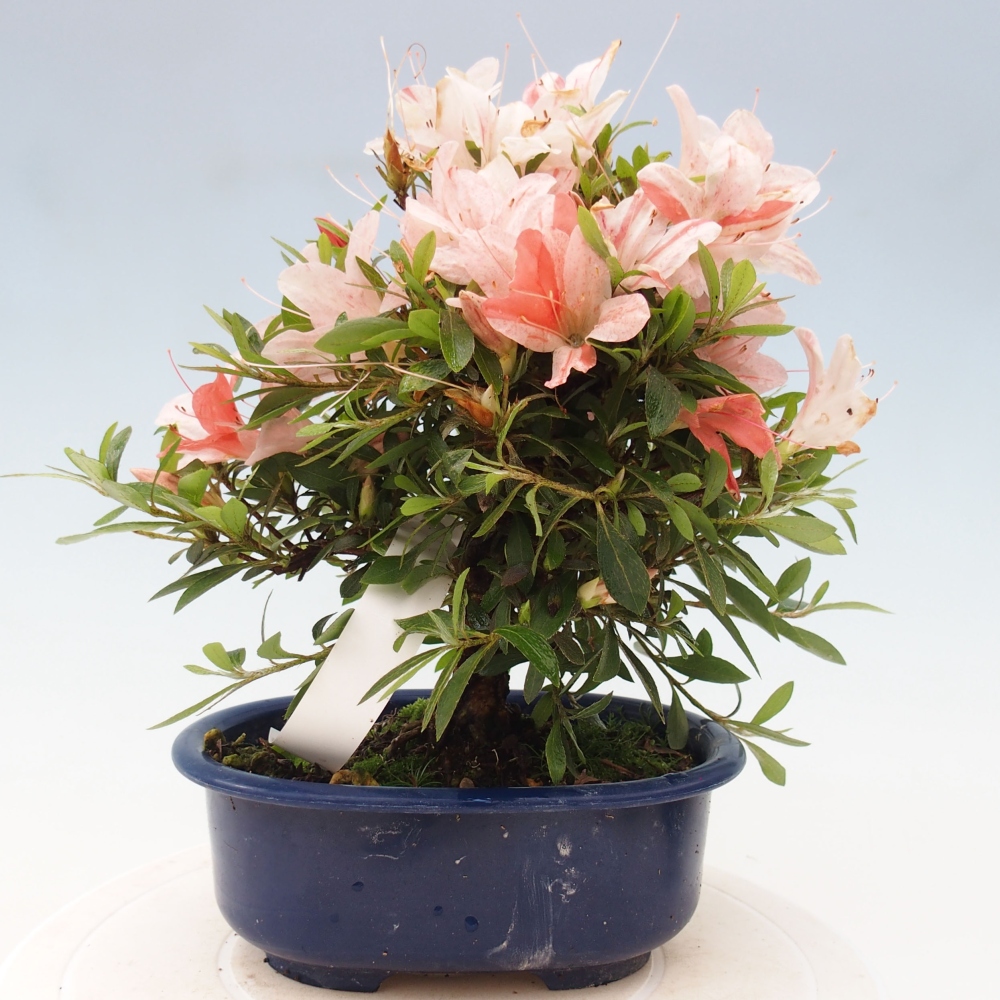 Bonsai ogrodowe - azalia japońska - Azalea Nikko