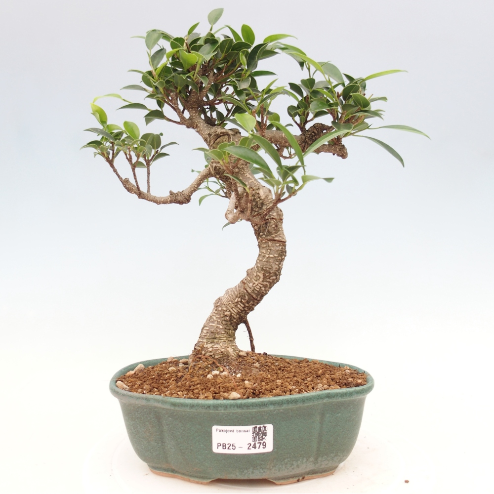 Kryty bonsai - Ficus retusa - figowiec drobnolistny