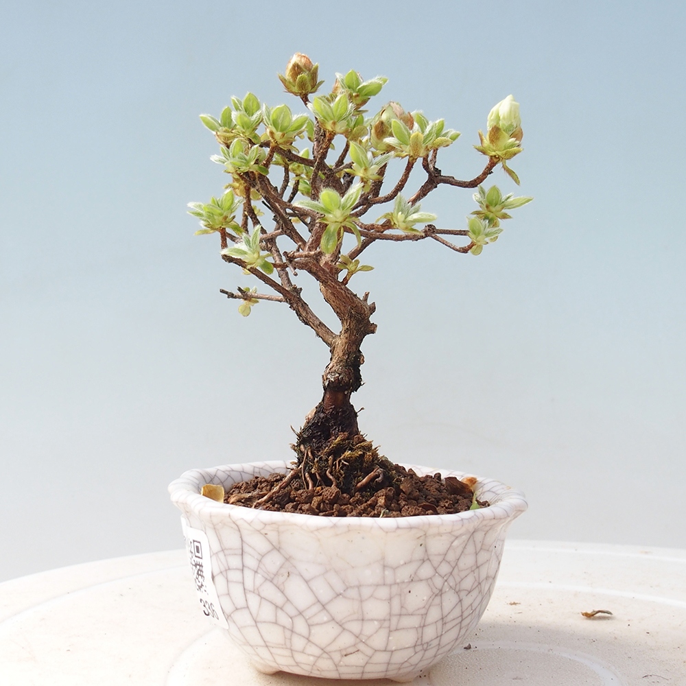 Outdoor bonsai - Rododendron indicum - Azalia japońska