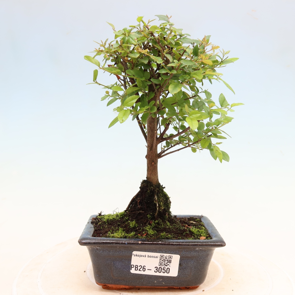 Bonsai pokojowe - Sageretia thea - Sageretia thea