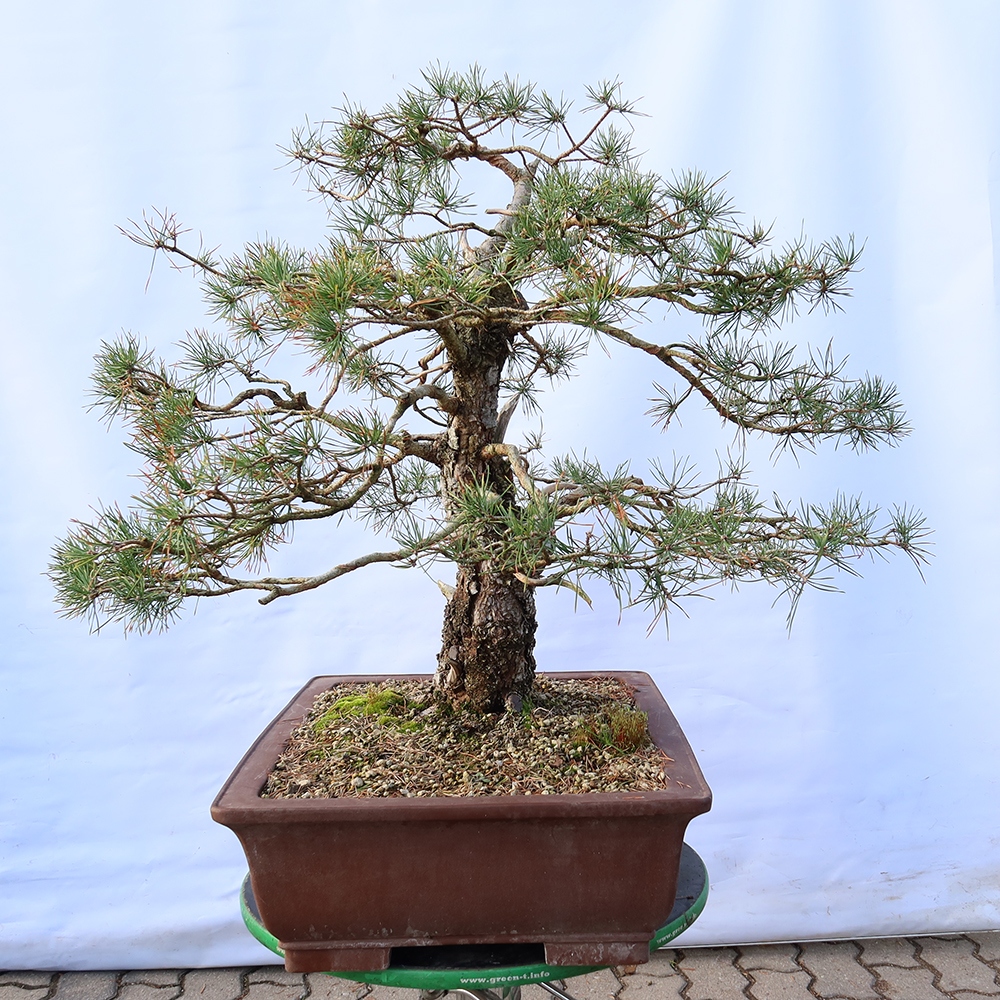 Pinus sylvestris Hiszpania – sosna zwyczajna