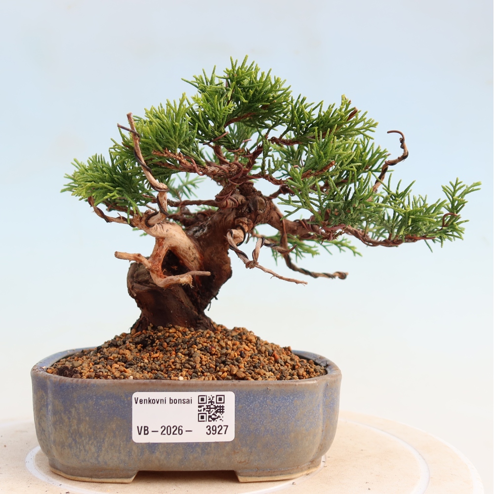 Outdoor bonsai - Juniperus chinensis Itoigawa - Jałowiec chiński
