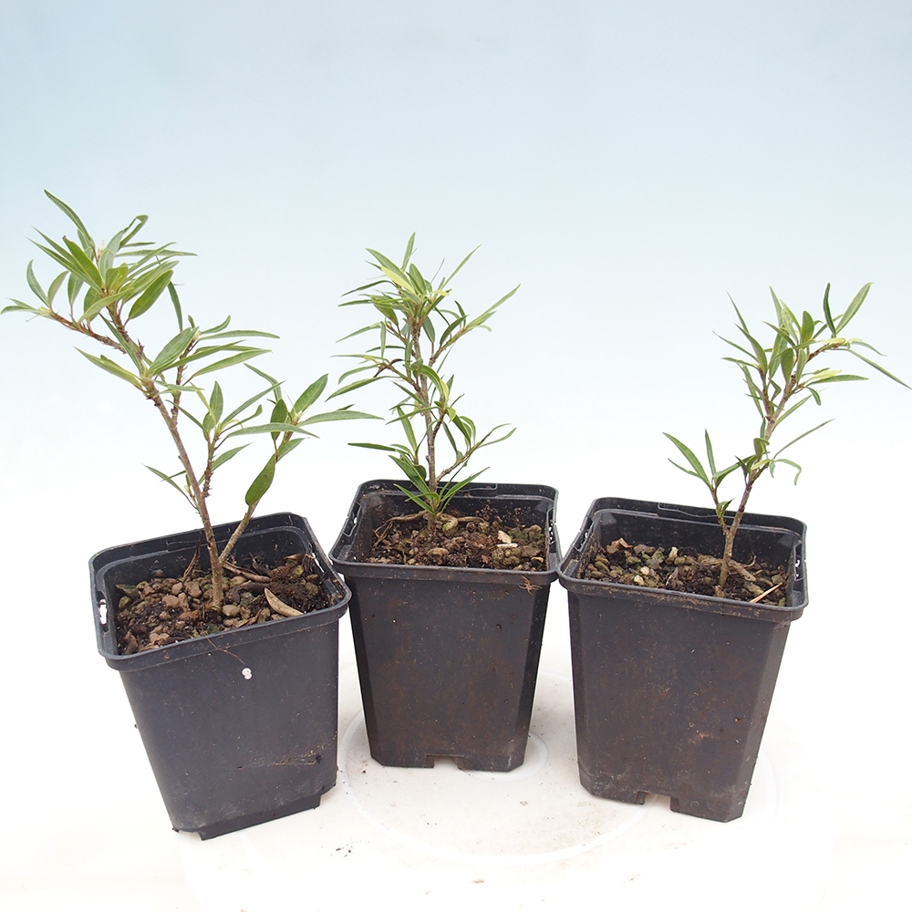 Pokój bonsai - Ficus nerifolia - figowiec drobnolistny w pojemniku