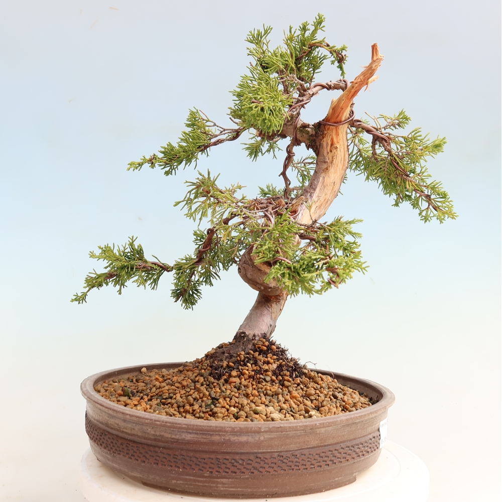 Bonsai ogrodowe – Juniperus chinensis Itoigawa – jałowiec chiński