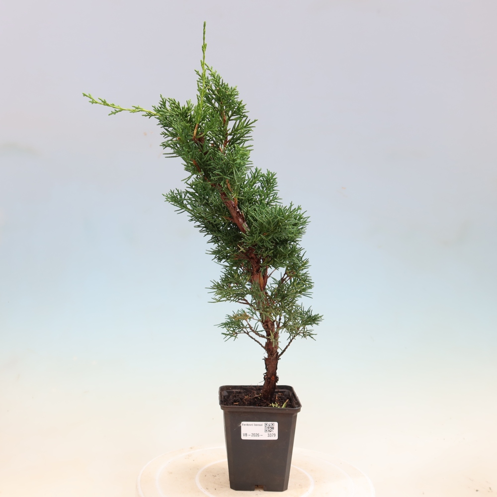Outdoor bonsai - Juniperus chinensis Kishu