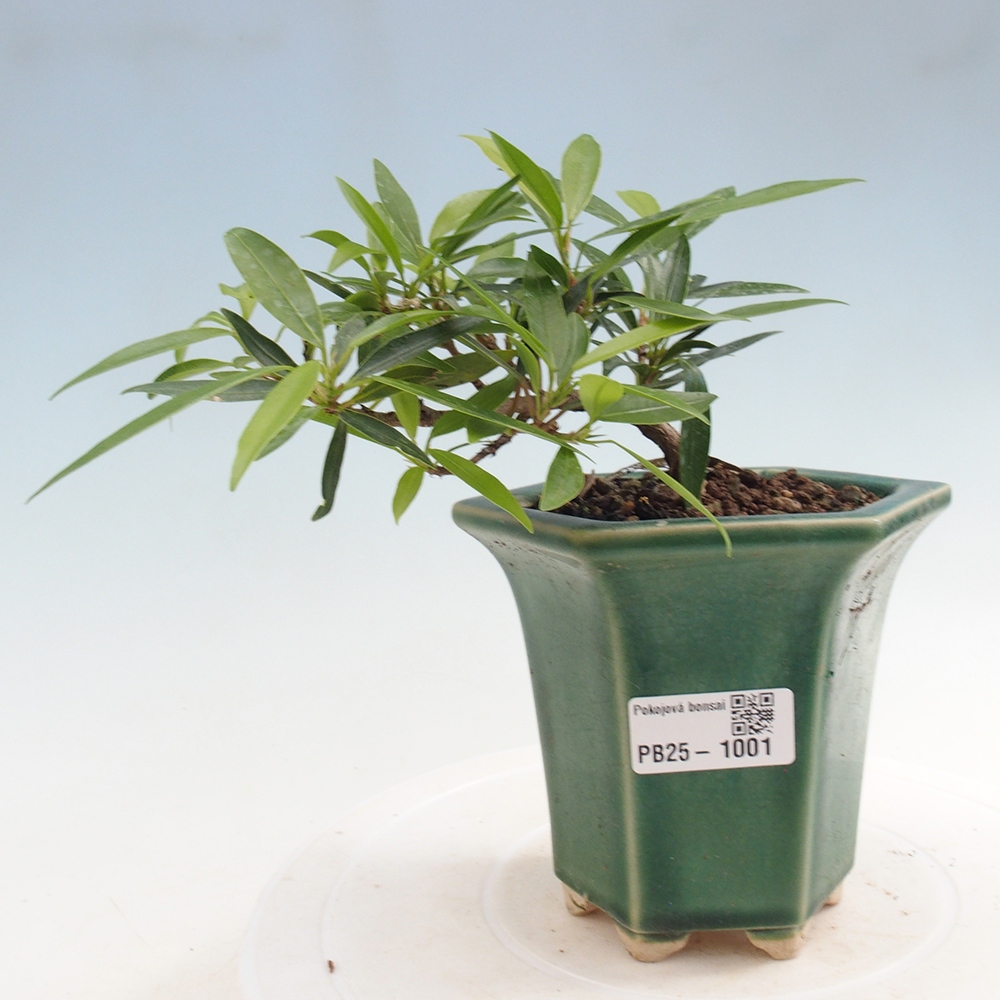 Bonsai wewnętrzne - Ficus nerifolia - figowiec drobnolistny
