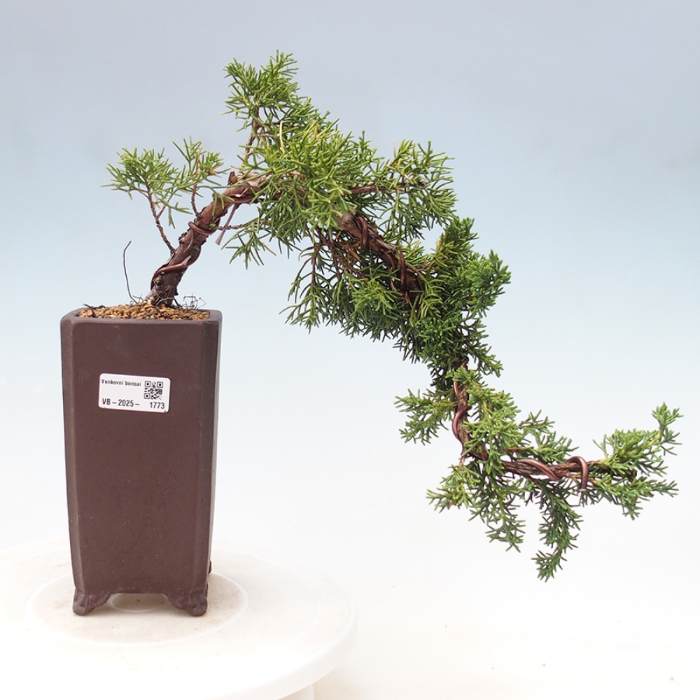 Bonsai zewnętrzne - Juniperus chinensis Kishu - Jałowiec chiński