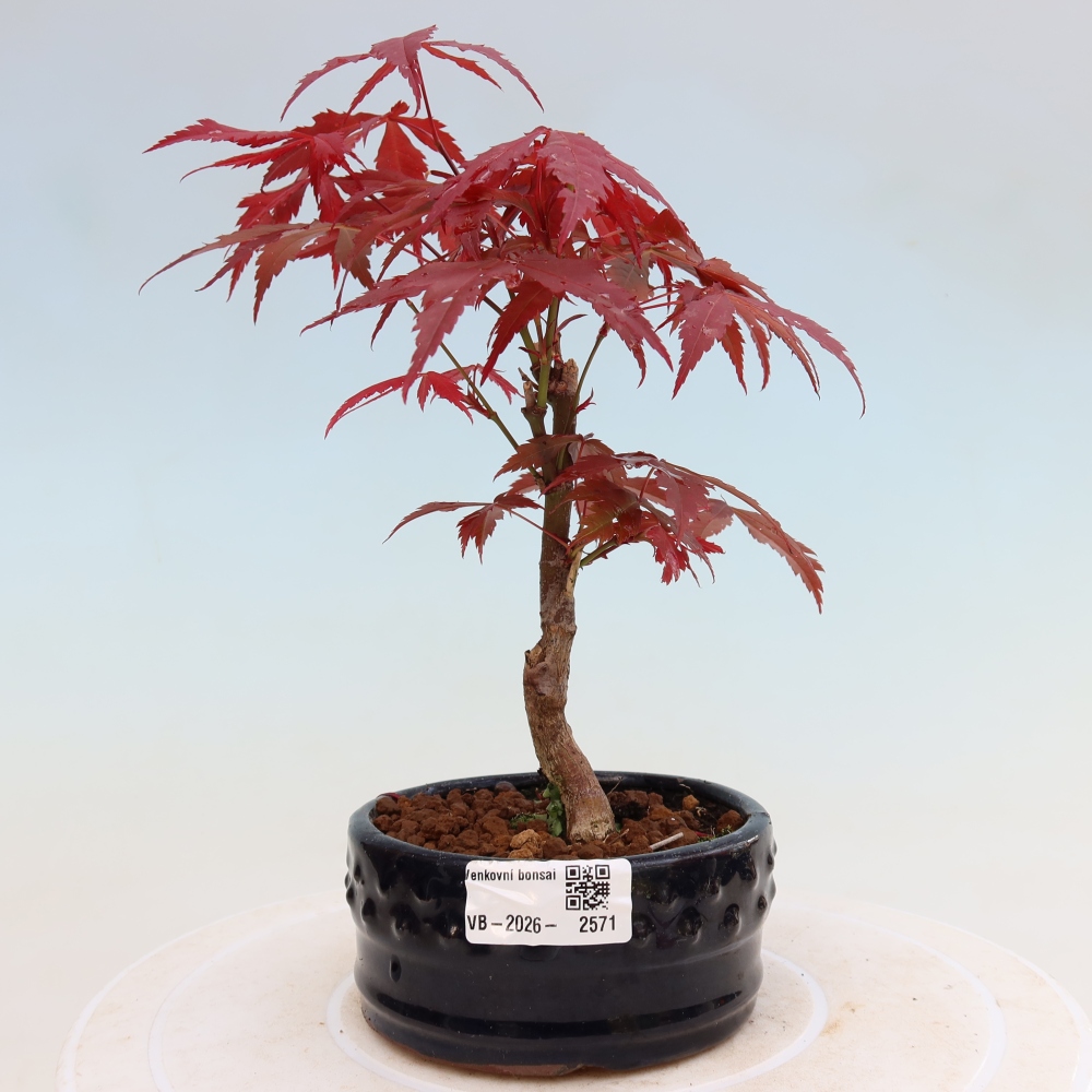 Bonsai na zewnątrz - Palma Acer. Atropurpureum-Javor palmate
