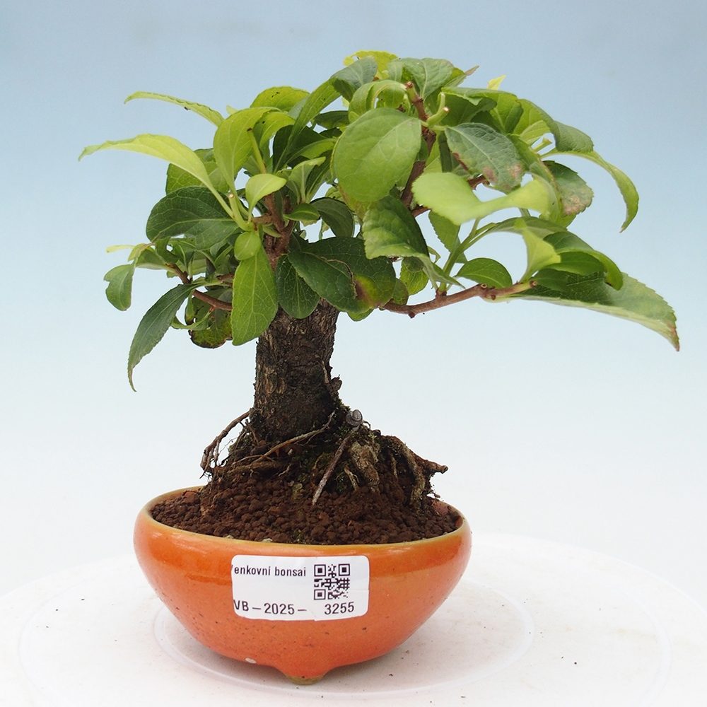 Bonsai na zewnątrz - Celastrus Jesenec