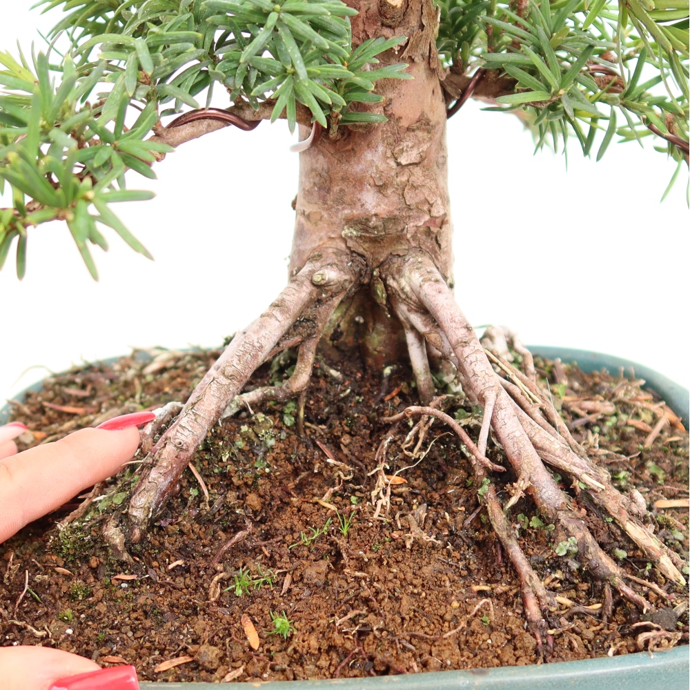 Bonsai ogrodowe – Taxus cuspidata – cis japoński