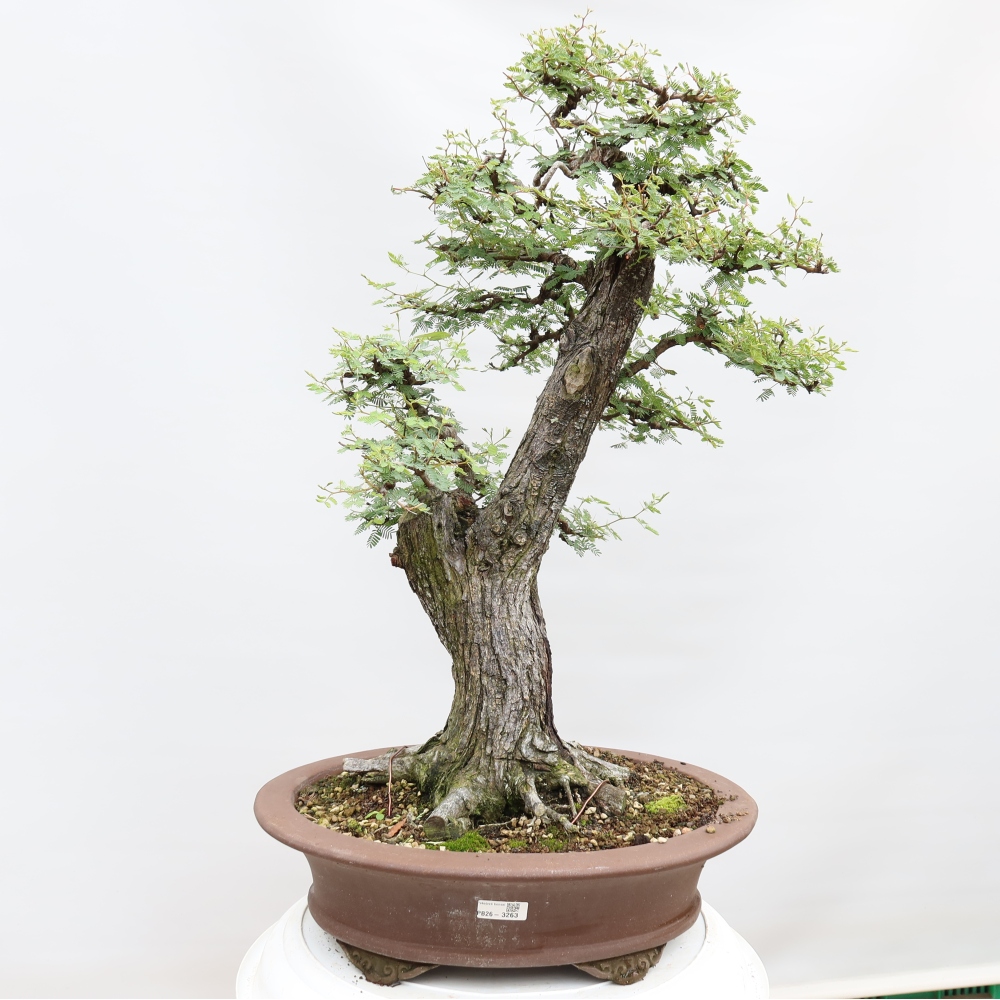 Bonsai pokojowe – Akacja arabica