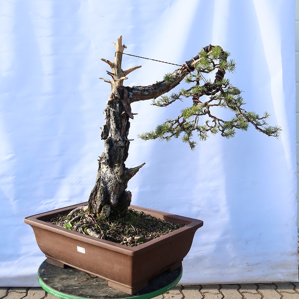 Pinus sylvestris Hiszpania – sosna zwyczajna