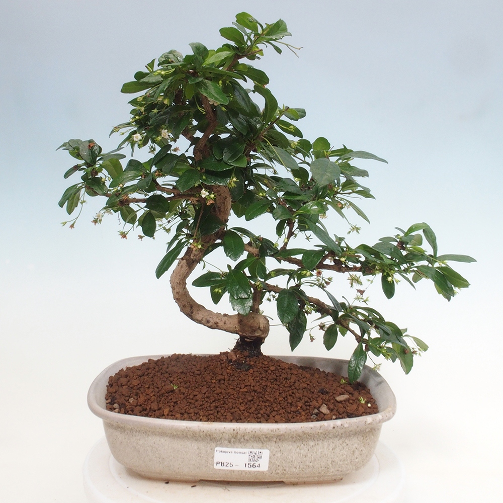 Pokój bonsai - Carmona macrophylla - Tea fuki