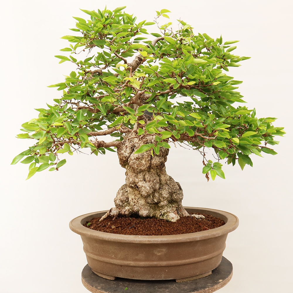 Bonsai plenerowe - Carpinus Coreana - grab koreański
