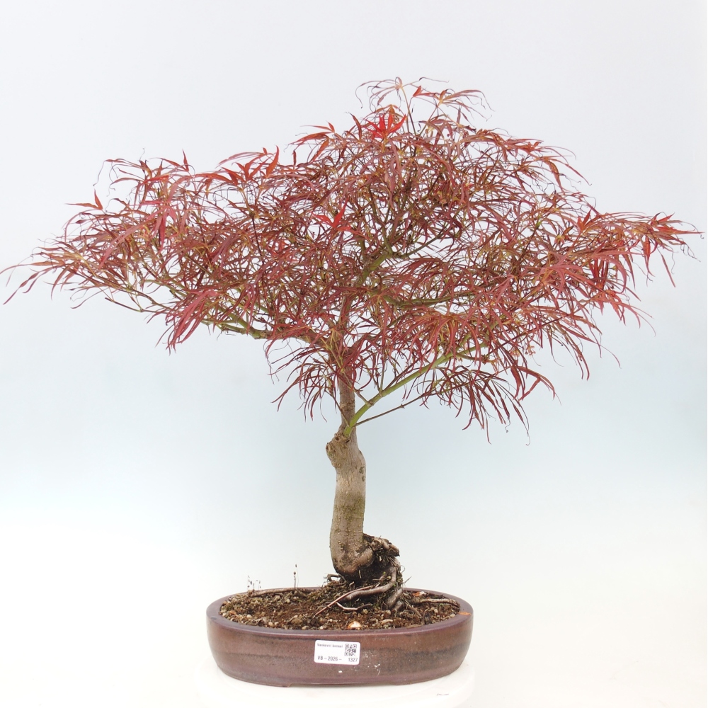 Bonsai zewnętrzne - Acer palmatum RED PYGMY