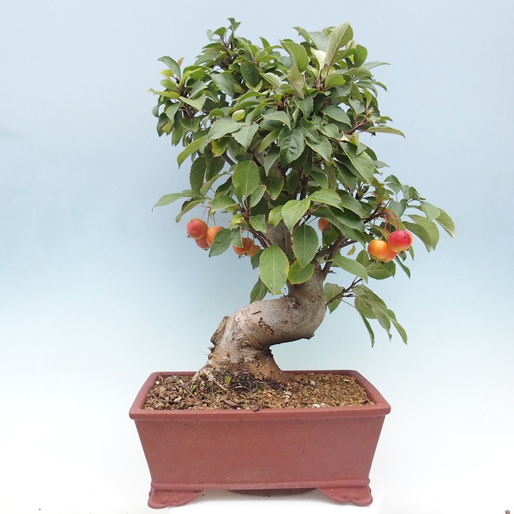 Bonsai plenerowe - Malus Halliana - Jabłoń drobnoowocowa
