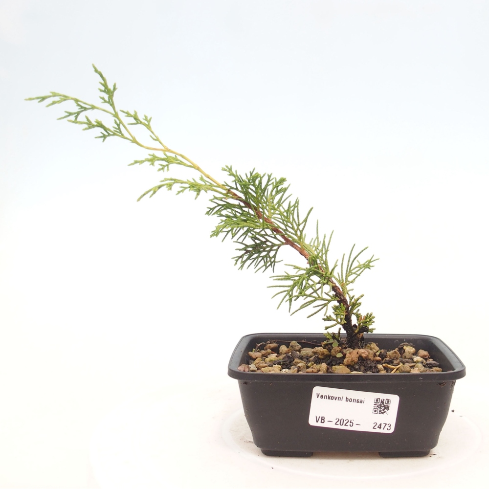 Outdoor bonsai - Juniperus chinensis Itoigawa - Jałowiec chiński