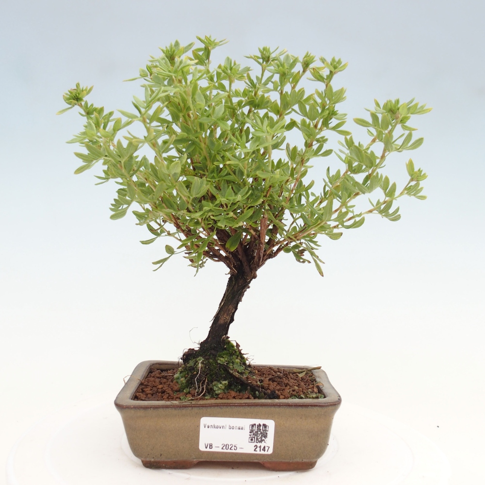 Outdoor bonsai-Pięciolistnik - Potentila fruticosa żółty Ptak