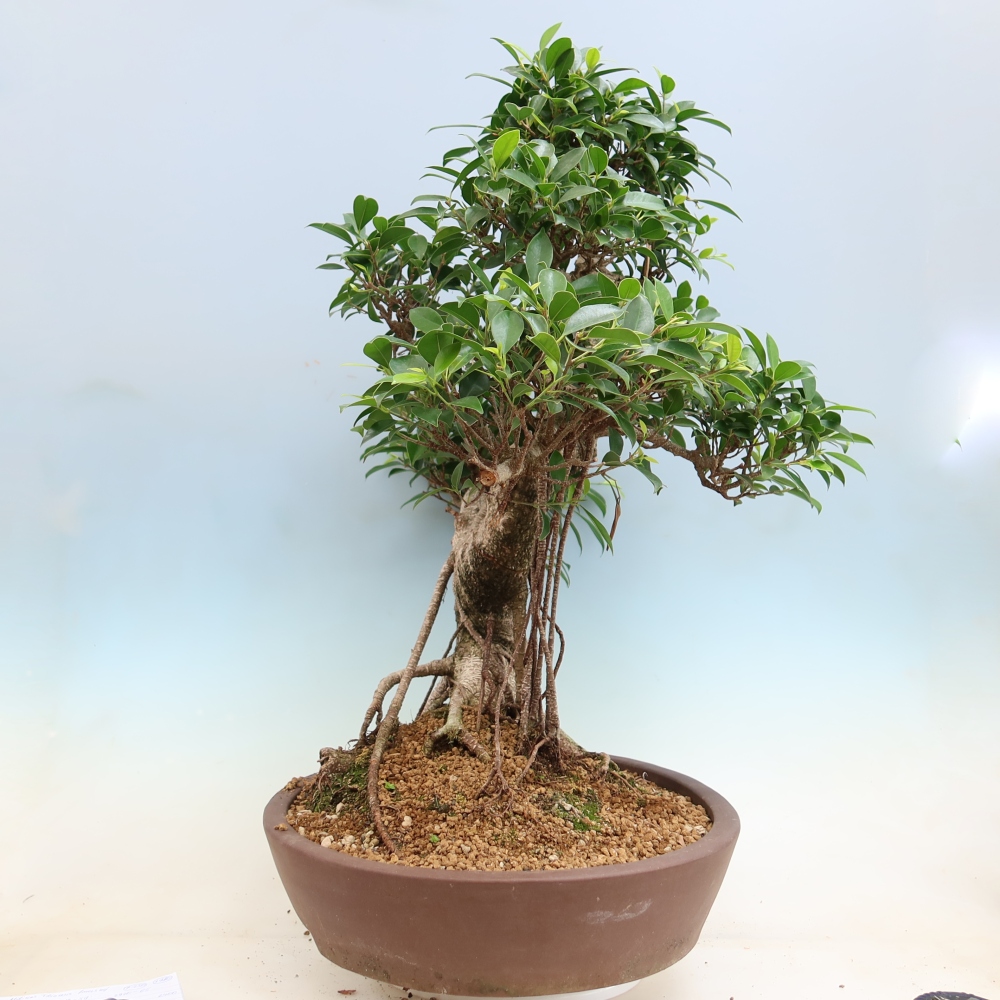Pokój bonsai - Ficus kimmen - figowiec drobnolistny