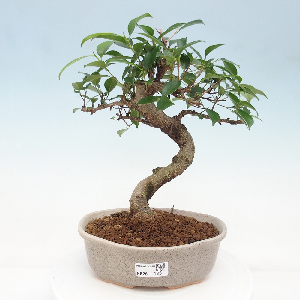Kryty bonsai - Ficus retusa - figowiec drobnolistny