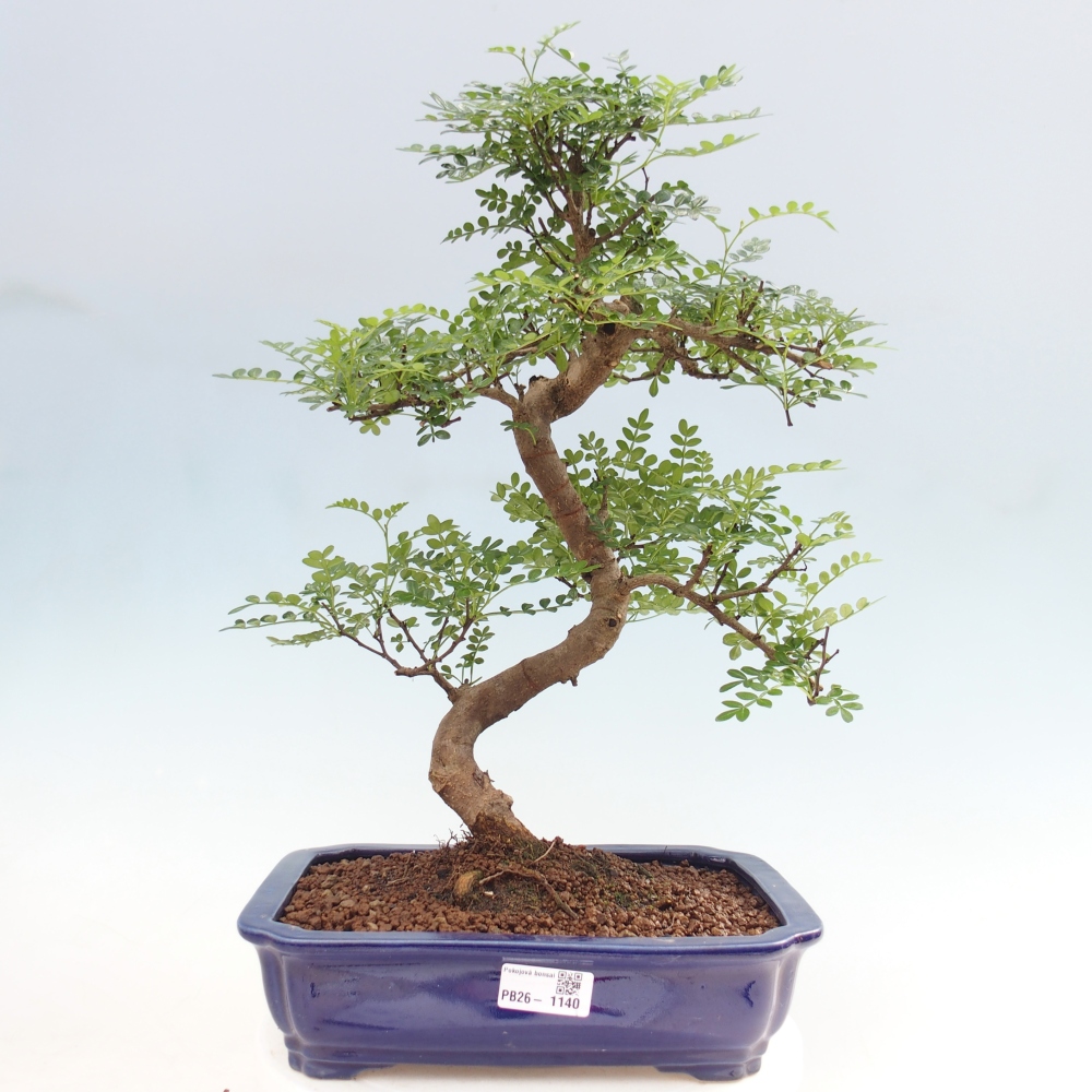 Pokój bonsai - Zantoxylum piperitum - drzewo pieprzowe