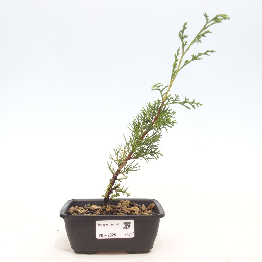 Outdoor bonsai - Juniperus chinensis Itoigawa - Jałowiec chiński