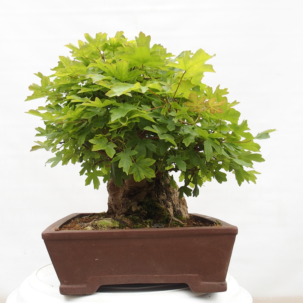 Bonsai zewnętrzne - Klon dziecięcy - Acer campestre