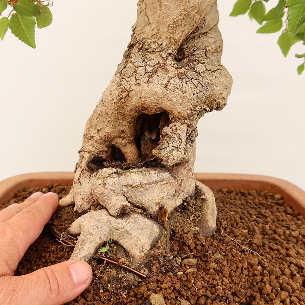 Bonsai plenerowe - Carpinus Coreana - grab koreański