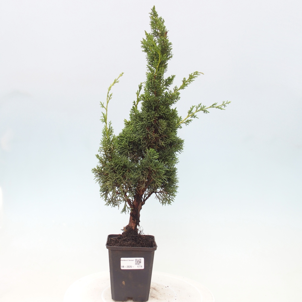 Outdoor bonsai - Juniperus chinensis Kishu