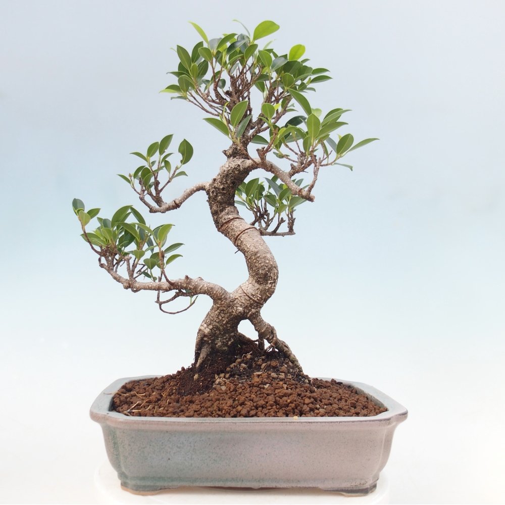 Pokój bonsai - Ficus kimmen - figowiec drobnolistny