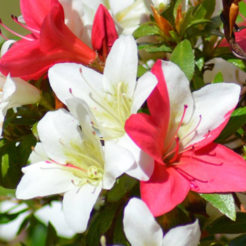 Bonsai zewnętrzne - Azalia japońska - Azalia CHIHIRO