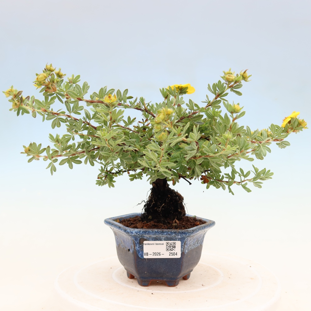 Bonsai zewnętrzne - Potentila fruticosa