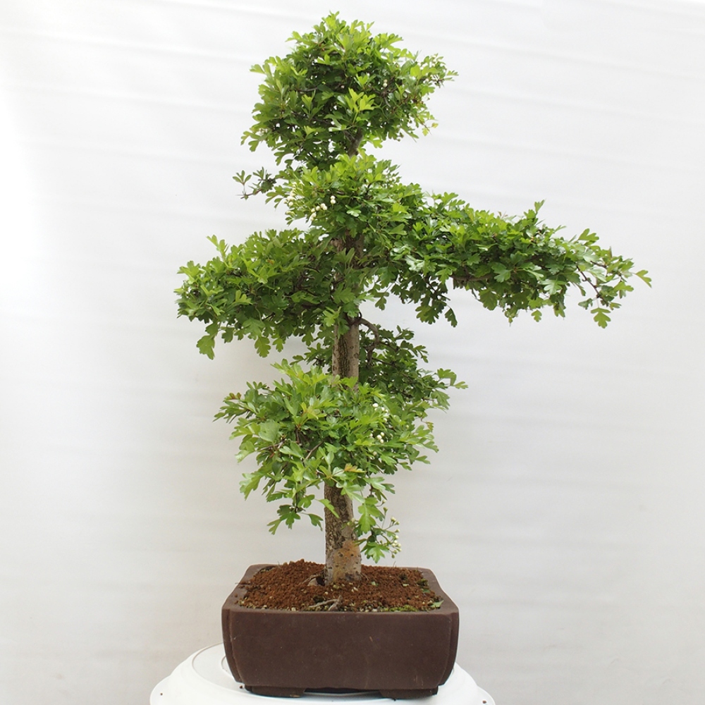 Bonsai zewnętrzne - Głóg - Crataegus monogyna