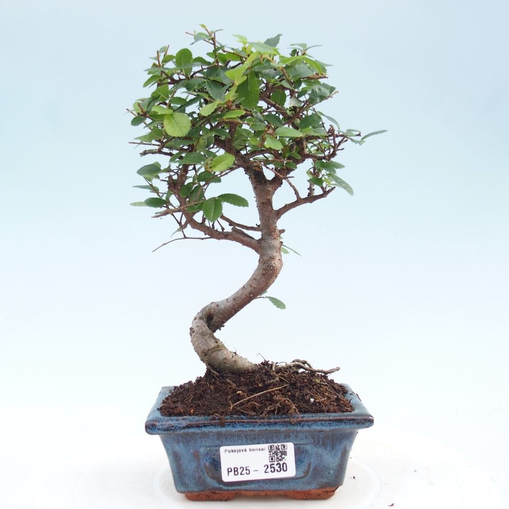 Kryty bonsai - Ulmus parvifolia - Wiąz mały liść