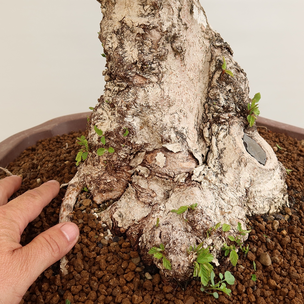 Bonsai plenerowe - Carpinus Coreana - grab koreański