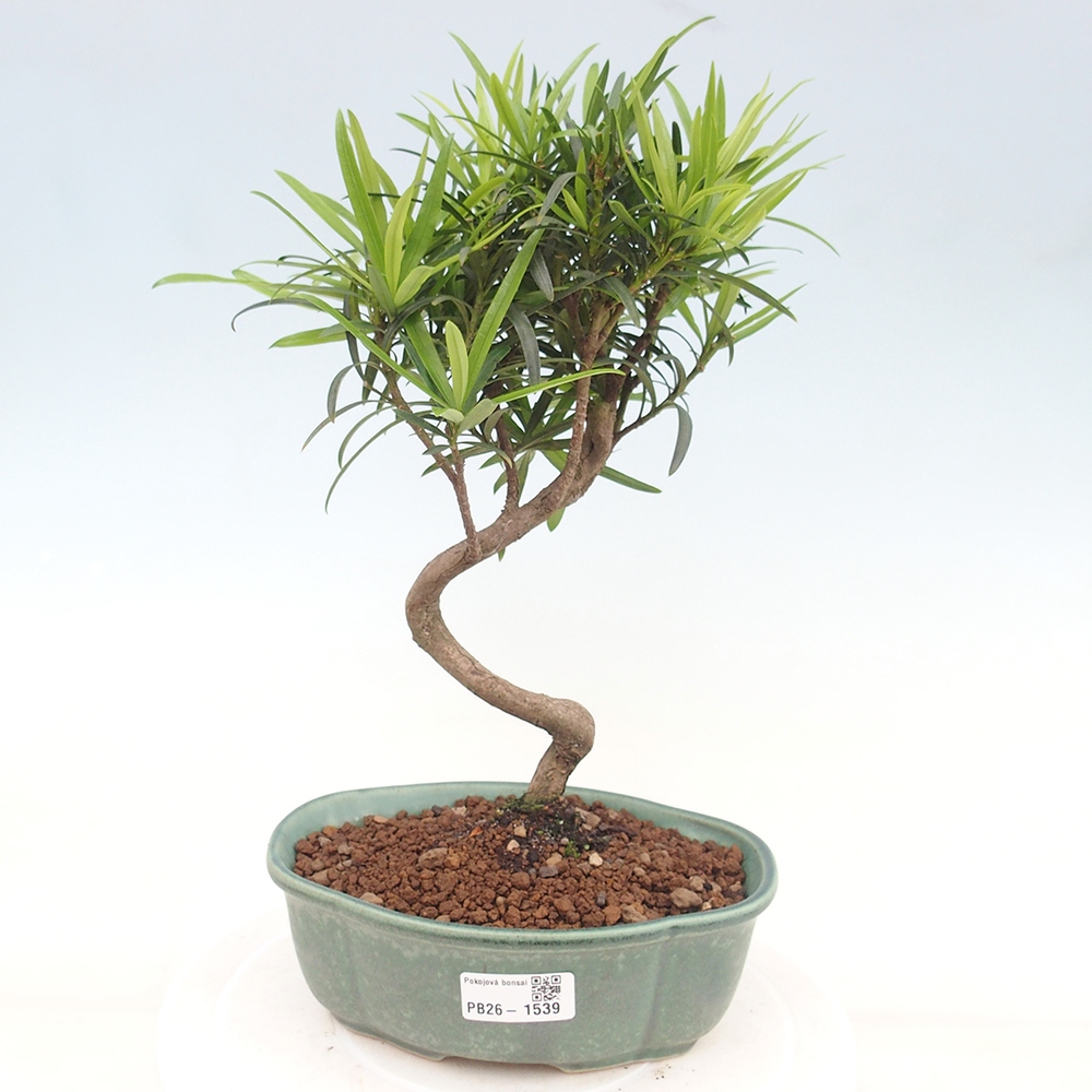Pokój bonsai - Podocarpus - Kamienny cis