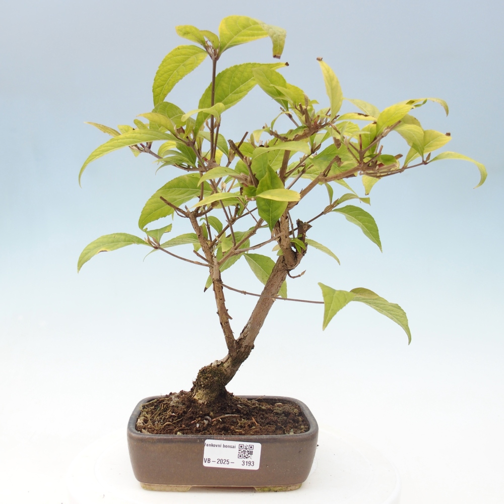 Outdoor bonsai - callicarpa jap Leucocarpa