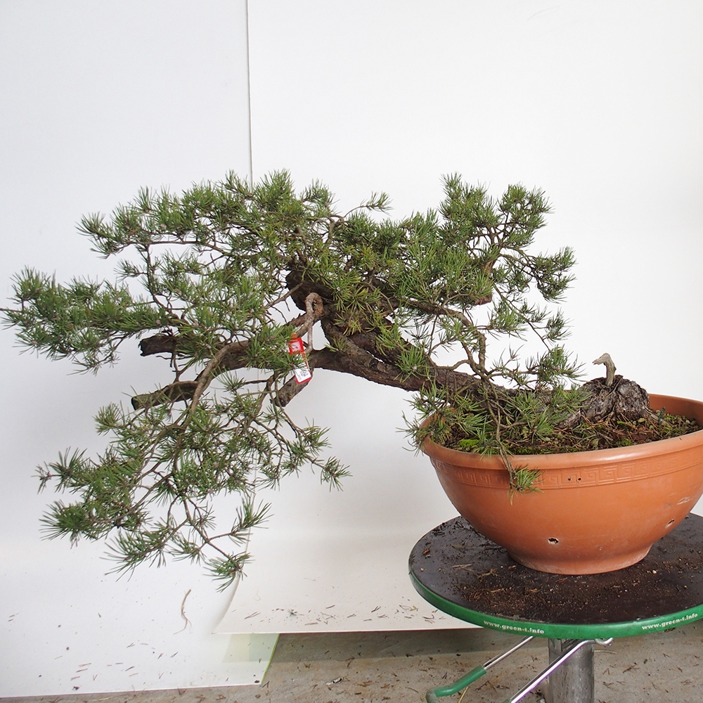 Yamadori - Pinus sylvestris Hiszpania