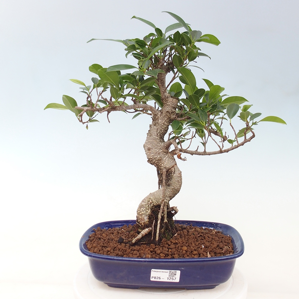 Kryty bonsai - kimono Ficus - figowiec drobnolistny