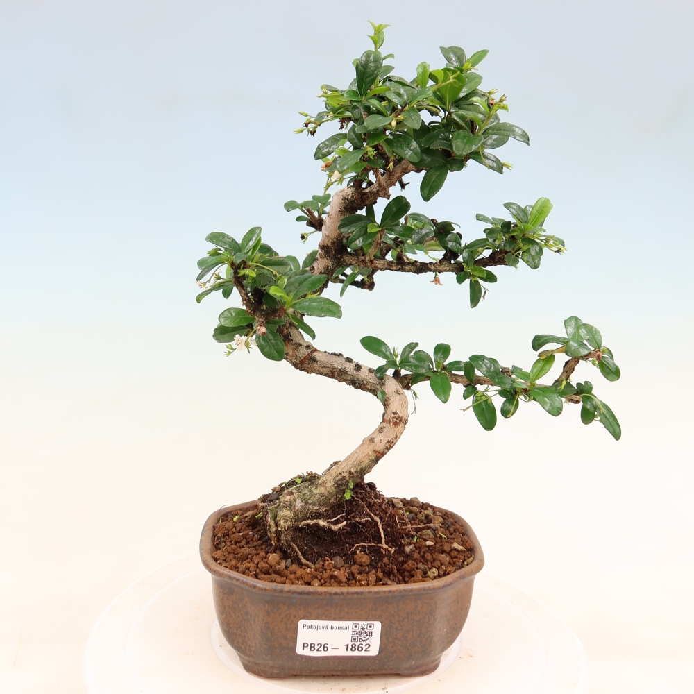 Bonsai pokojowe - Carmona macrophylla - Tea fuki