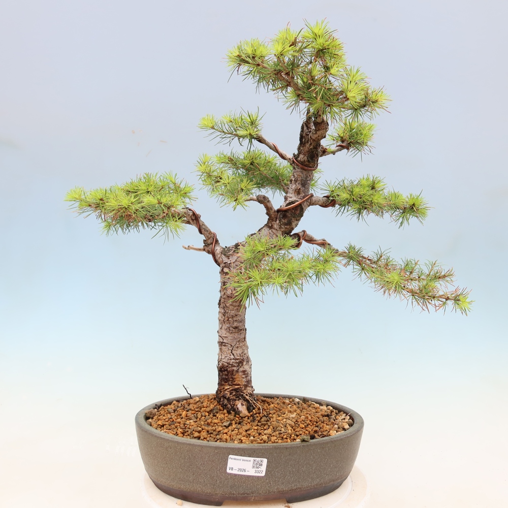Bonsai zewnętrzne - Larix decidua - Modrzew