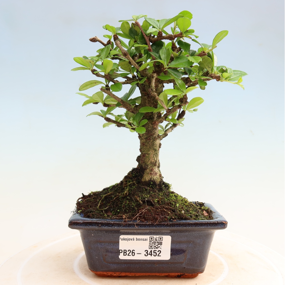 Bonsai pokojowe - Carmona macrophylla - Tea fuki