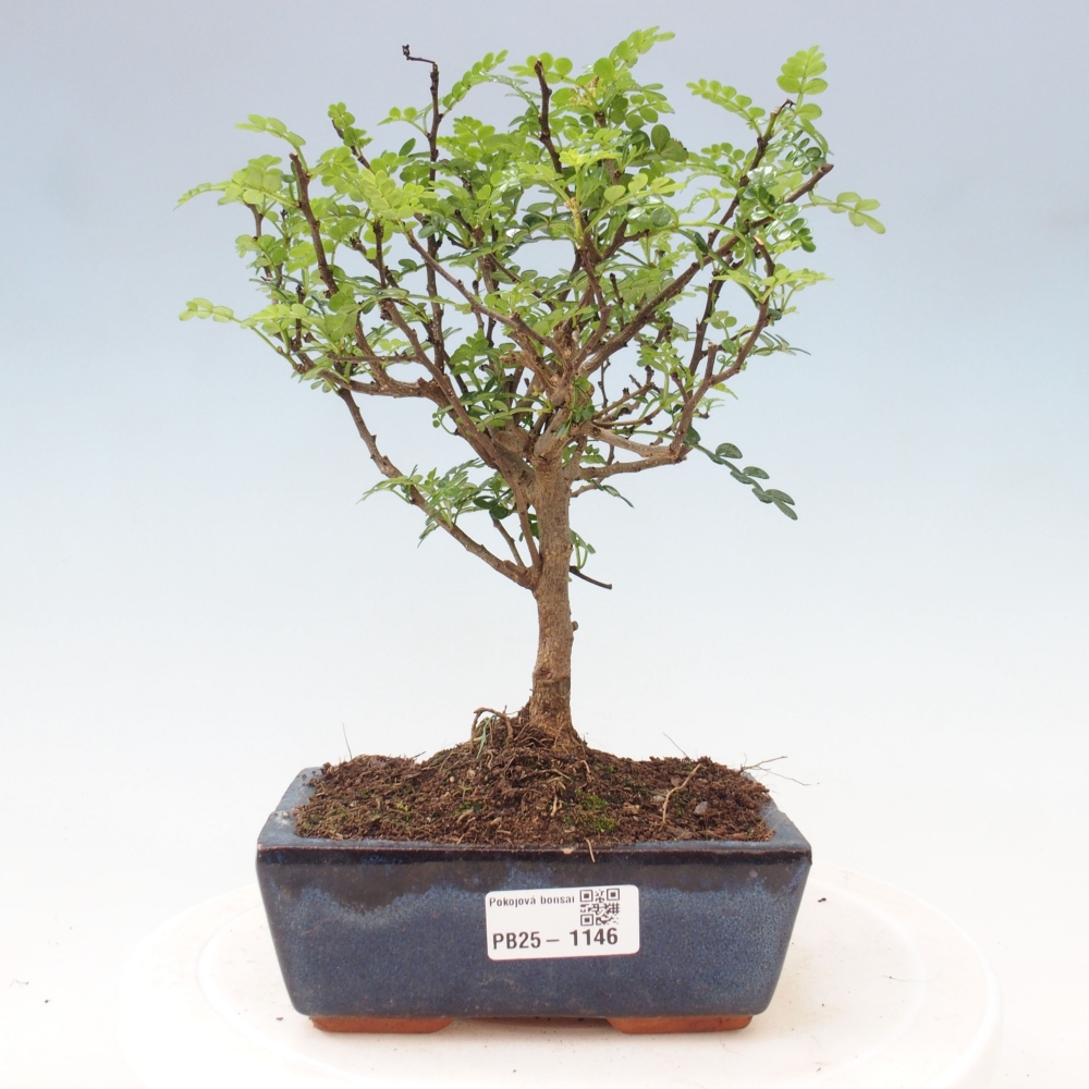 Kryty bonsai - Zantoxylum piperitum - Mięta pieprzowa